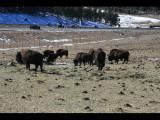 Buffalo Herd Nature Preserver 2009